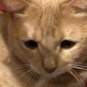 Meet your Posher, Vy